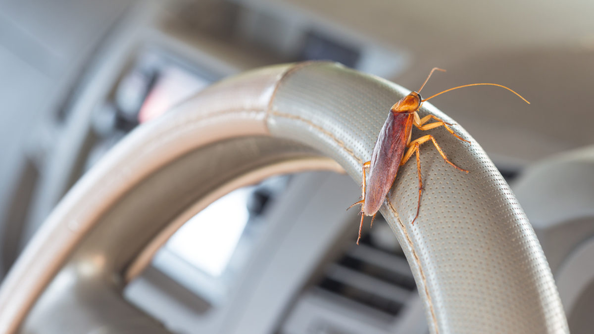 How to get rid of cockroaches from your car