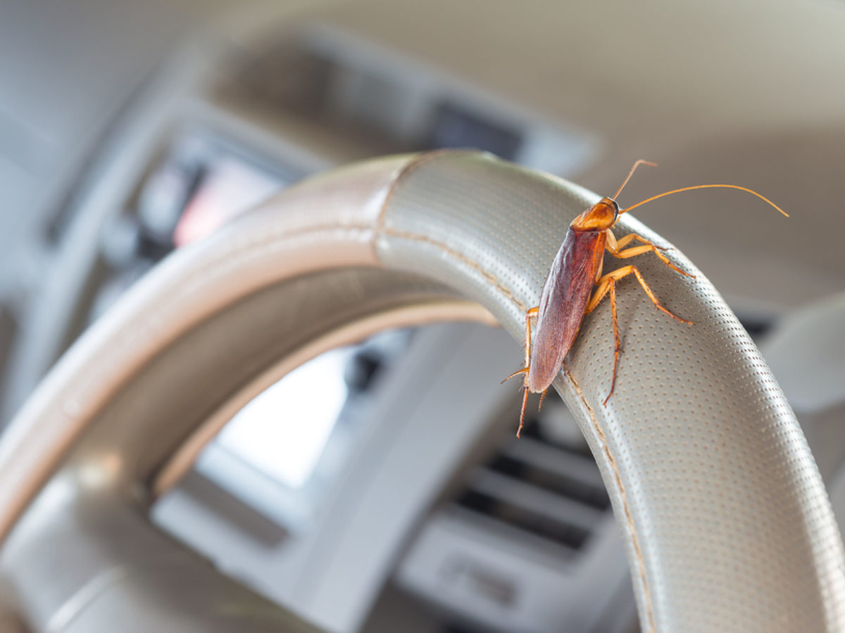 How To Get Rid Of Roaches In Car Vents