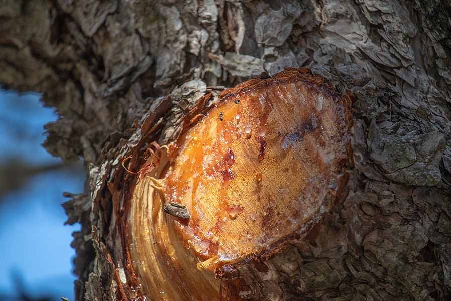 How To Remove Hardened Tree Sap From Car