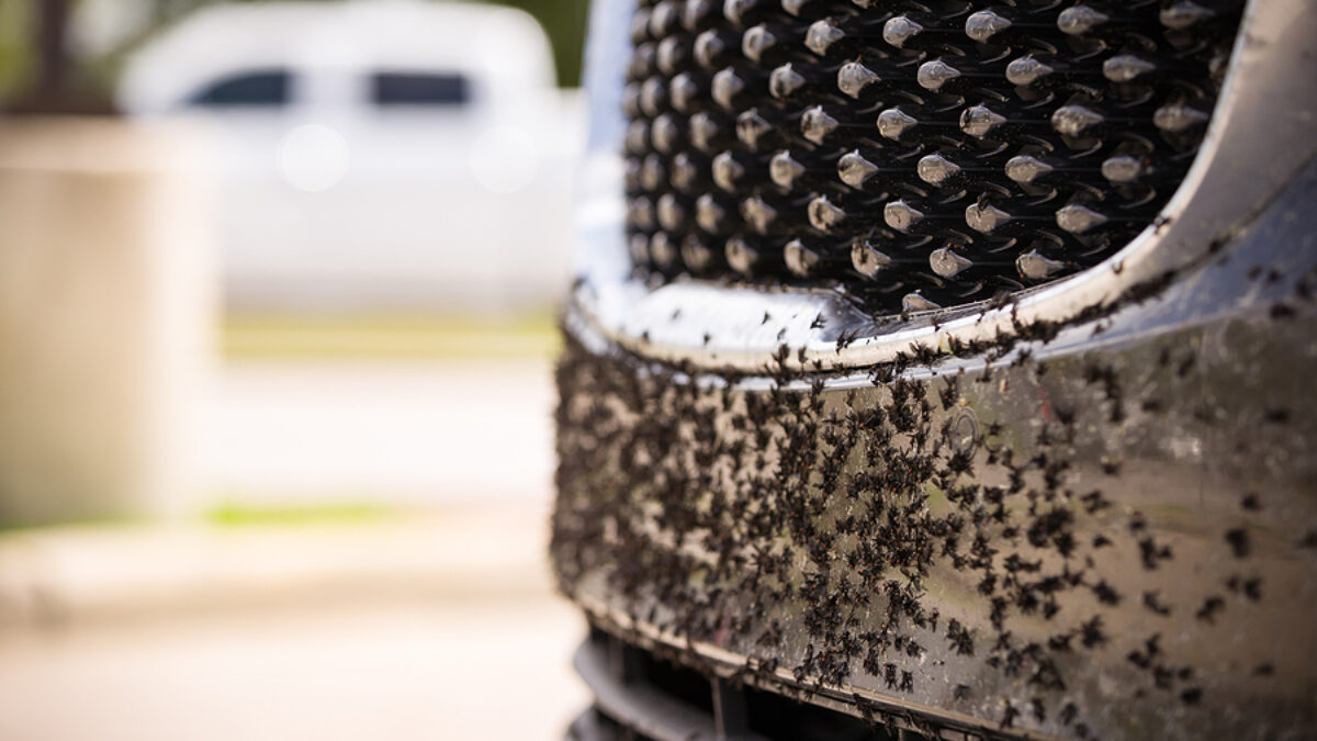 How to get bugs off a car