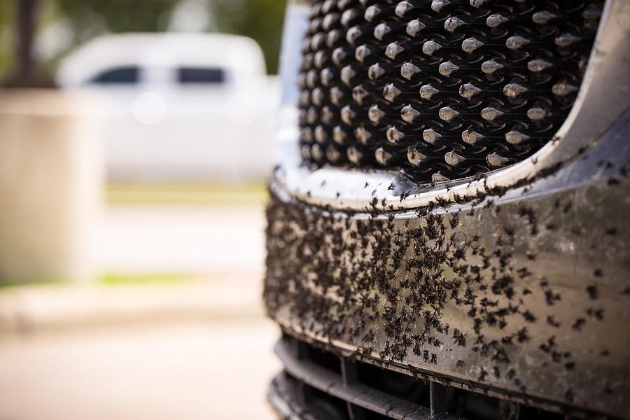 Removing Bugs from a Car