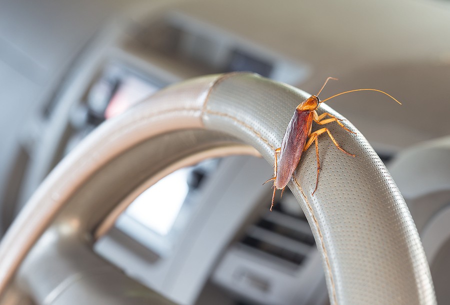 Cockroaches in your Car